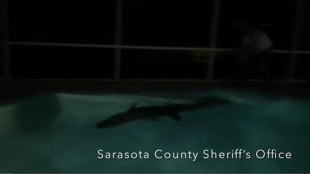 Gator takes a swim in backyard pool in Florida
