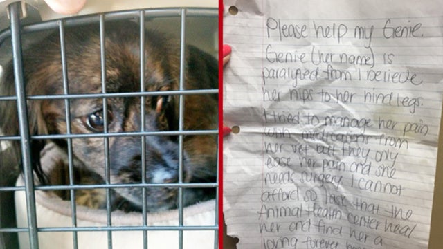 Humane Society makes plea to save paralyzed dog