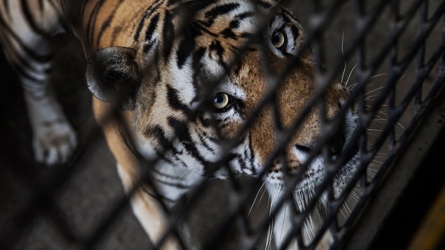 Big Cat Public Safety Act (BCPSA) reintroduced to restrict possession of wild animals