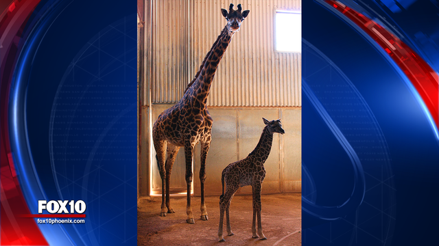 Phoenix Zoo welcomes second baby giraffe