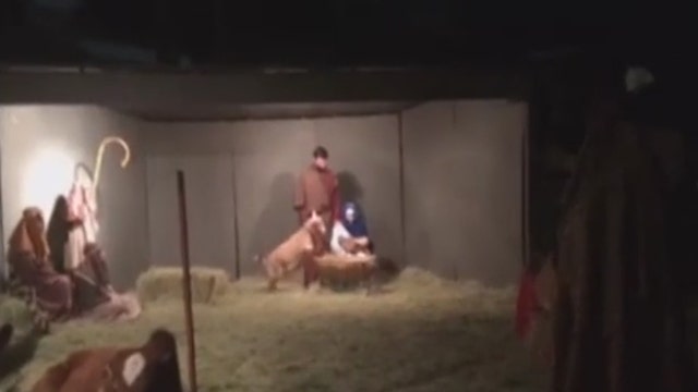 Goat hops in manger at living nativity scene in Dallas
