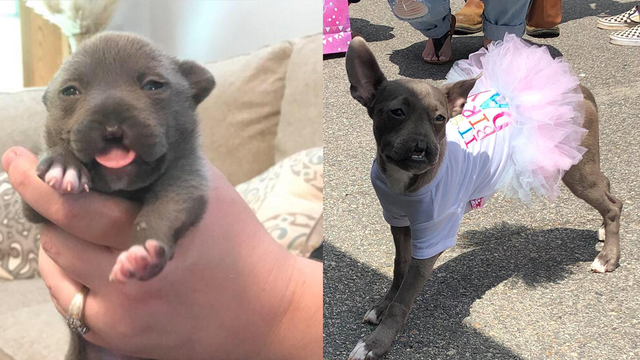 Pit bull born without a nose and fought to survive celebrates 1st birthday