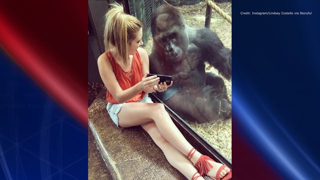 Gorilla watches videos of baby gorillas