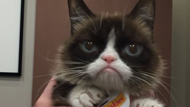 Grumpy Cat makes her Super Bowl prediction