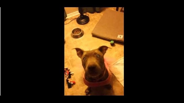 Blind Dog Abandoned in Park Learns to Love Life Again