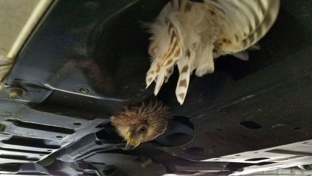 Juvenile hawk rescued after being lodged under car