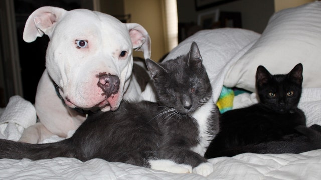 Unlikely Friendships: Pit bulls 'adopt' 3 blind cats