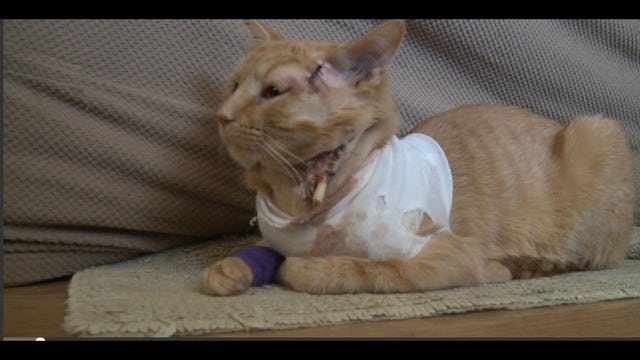 Hero cat takes bullet, saves kid