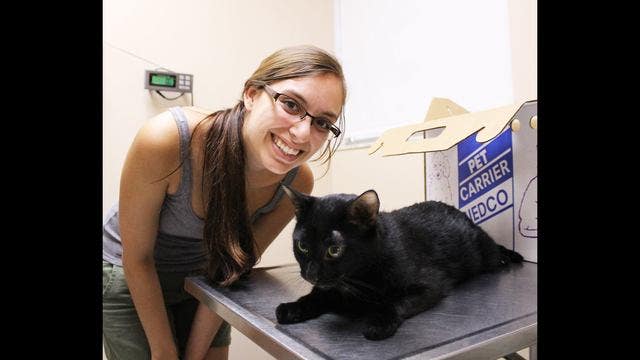 Cat and owner reunite after a year thanks to microchip