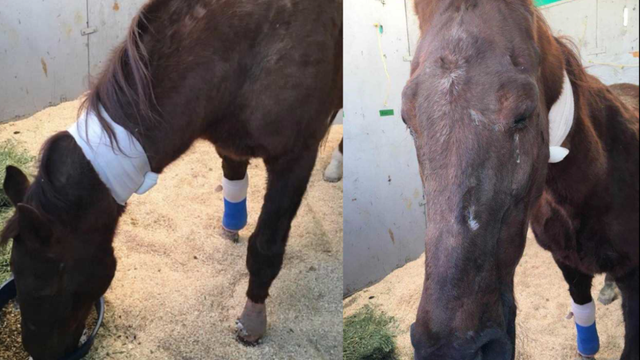 Horse recovering after falling in crevice during fires in Sylmar