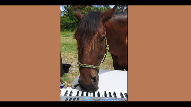 Sweet tune from the horse's mouth