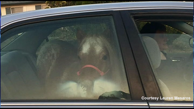 Woman fleeing fire puts pony in car