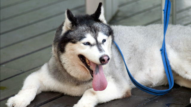 Indianapolis makes it illegal to keep dogs outside in the heat