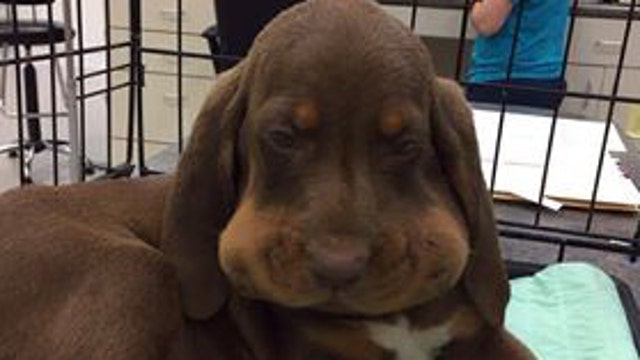 Five hound puppies bitten by snake