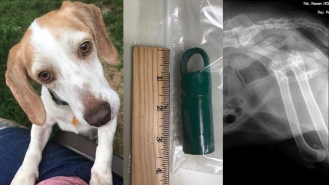 Dog in Virginia sexually assaulted with broom, vets say
