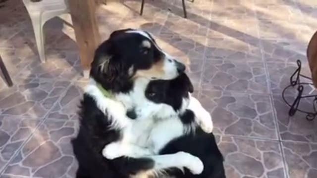 Border collies hug it out on Facebook