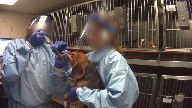 Humane Society: Beagles being force-fed pesticides in tests at Michigan lab
