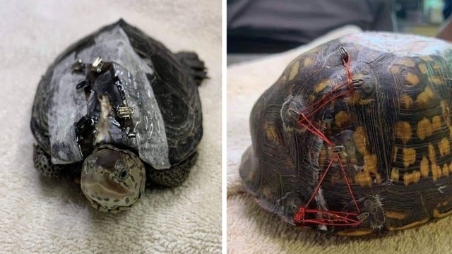 Animal rescues asking for bra clasp donations to help injured turtles
