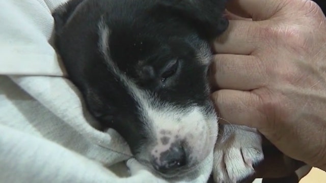 Incarcerated teens train shelter dogs to make them more adoptable