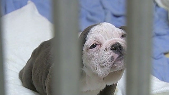 California becomes first state to ban sales from puppy mills