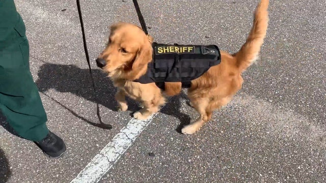 Police dog given Narcan for overdose back at work