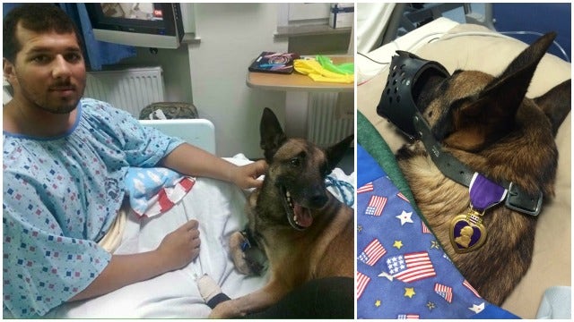Military K9 and His Handler 'Doing Well' after IED Blast in Afghanistan