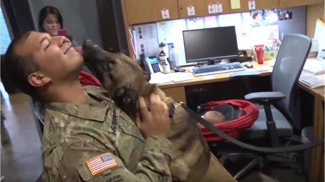 WATCH: Military dog from viral photo reunites with wounded soldier