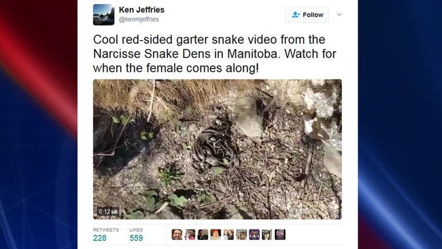 Tens of thousands of snakes emerge for annual mating ritual