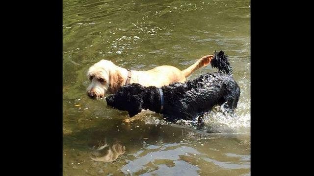 Toughening penalties if pets are harmed during crimes