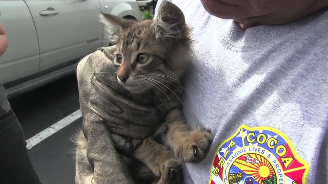 Kitten pulled from police officer's patrol car