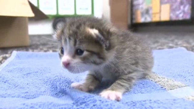 Kitten survives close call with trash compactor