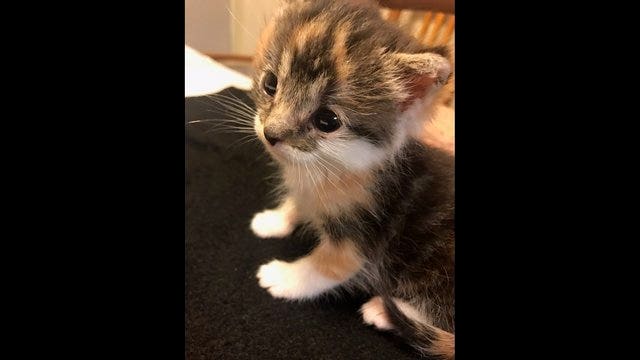 Kittens can hide anywhere