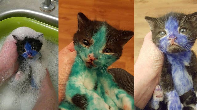Horrible prank leaves kittens covered in toxic ink