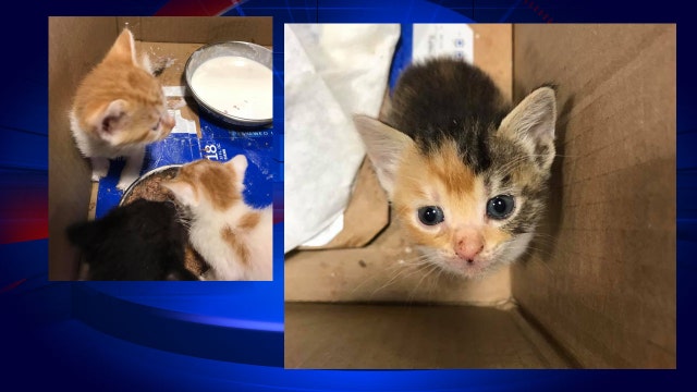 Kittens found in box, thrown out with trash