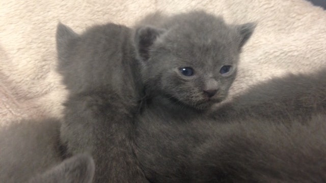 Newborn kittens rescued from under walkway, mother cat is 'ecstatic' after reunion