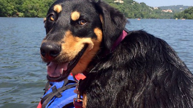 Dog poisoned to death on Barton Creek Greenbelt