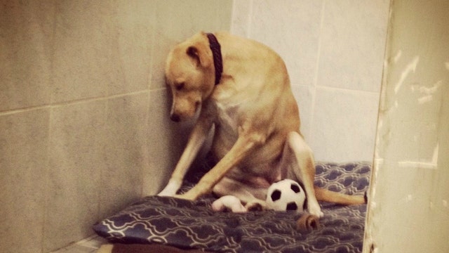 Lana the Labrador, the 'saddest dog in the world,' is homeless again