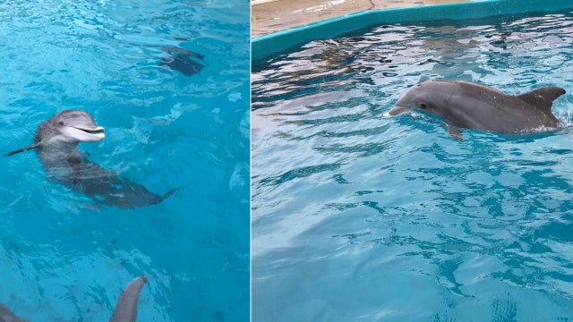 Texas State Aquarium adds 2 dolphins from SeaWorld Orlando