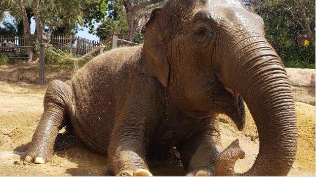 Santa Barbara Zoo's elderly elephant Little Mac euthanized, donations can be made in her name