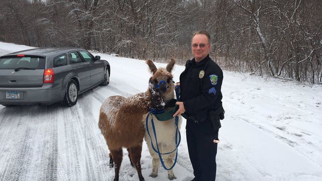 Llamas on the loose taken into custody by police in Eagan, Minnesota