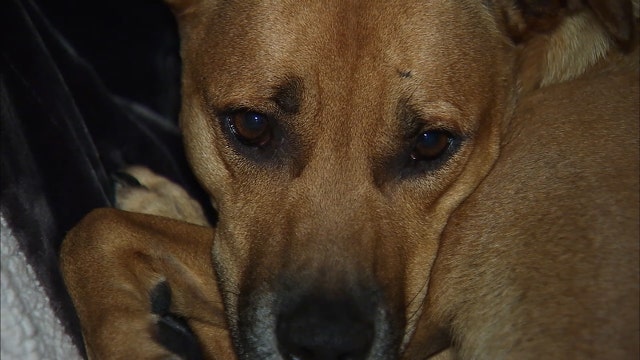 Lost dog found after missing for 2 years