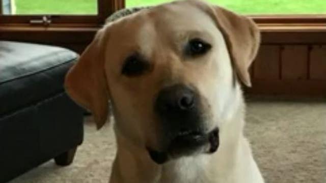 Couple harassed with phone calls after dog goes missing in Delano, Minn.
