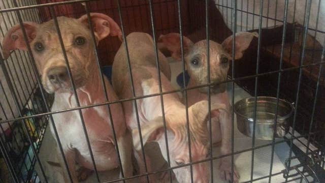 Dogs rescued from Louisiana floods seek forever homes in MN