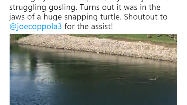 Man on a unicorn rescues a baby goose