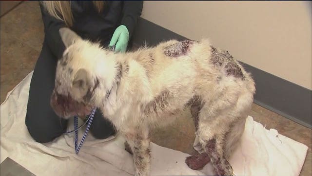 Rescue group saves puppy abused and tortured found on west side