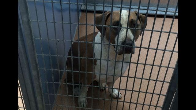 Pet dog fatally mauls 3-day-old baby in San Diego