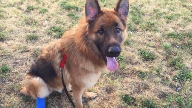 German shepherd chewed off paw to escape abusive owner