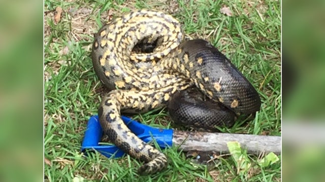 Florida woman startled by 9-foot green anaconda
