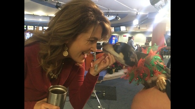 Meet Adriana, a sweet pup who needs a home for the holidays