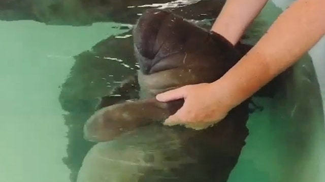 ADORABLE: SeaWorld worker bottle-feeds baby manatee